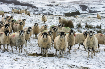 A flock of curious Swaledale sheep on a snowy, remote moor in the North Pennines (Weardale, County...