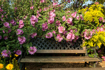 A wood and wrought iron garden bench swamped by a pink, flowering  lavatera / mallow shrub in a sunny garden in June in the UK