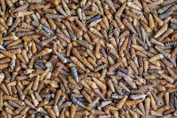 Background of many sea shells