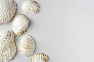 Background of many sea shells