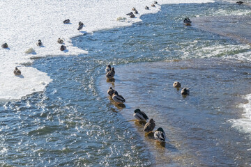 Fototapeta na wymiar ducks in the snow