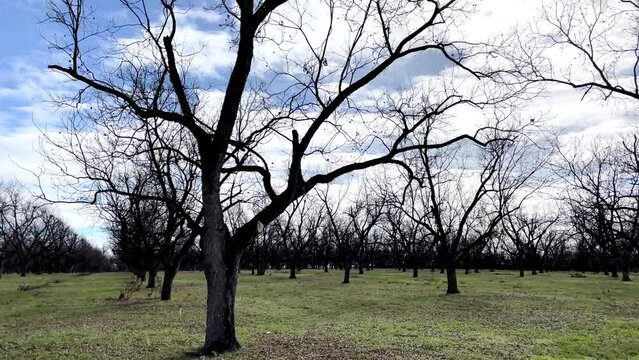 Pan of pecan trees silhouette on a dark cloudy morning in rural Georgia