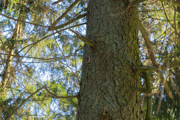 bird in the park