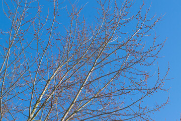branches against blue sky