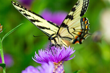 Tiger swallowtail butterfly on knapweed flower in Newbury, New Hampshire.