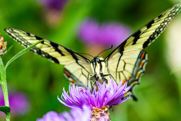 Tiger swallowtail butterfly on knapweed flower in Newbury, New Hampshire.