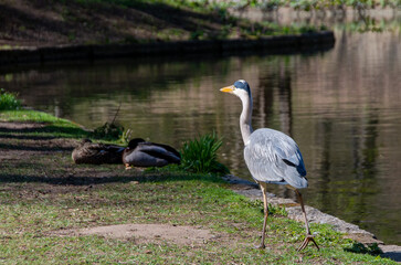 Heron in front of water surface in a park during spring time