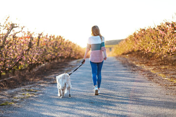 Back view of attractive young woman walking with her lovely golden retriever dog in a cherry field in springtime.
