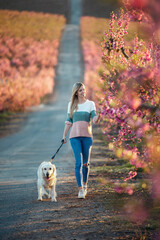 Attractive young woman walking with her lovely golden retriever dog while touching flowers in a cherry field in springtime.