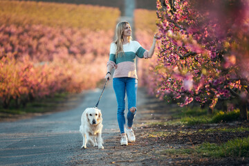 Naklejka na ściany i meble Attractive young woman walking with her lovely golden retriever dog while touching flowers in a cherry field in springtime.