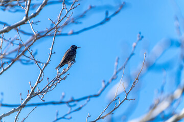 Common starling