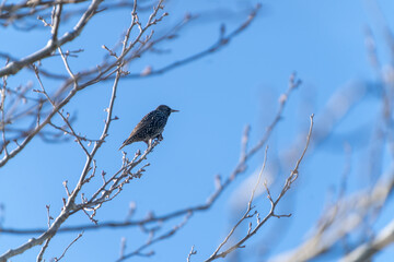 Starling on a branch
