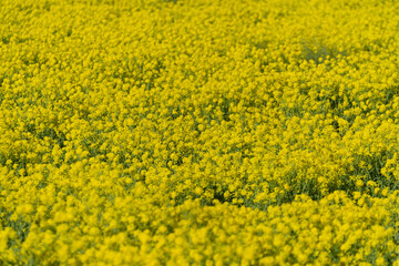 field of rapeseed