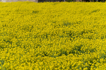 Fototapeta premium field of yellow flowers