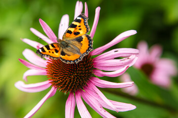 beautiful colorful butterfly sitting on the flower