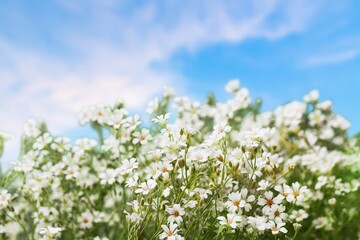 View on a blooming buckwheat field with white flowers. Nature