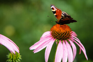 beautiful colorful butterfly sitting on the flower