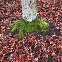 Fallen autumn leaves around a tree with partly covered with fresh moss