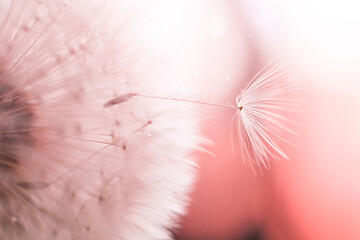 Macro shot of dandelion seeds background in pastel pink colors