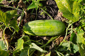Obraz premium beautiful large cucumber lies on the ground, a ripe specimen