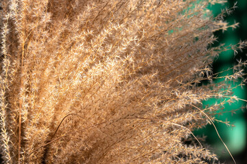 Close-up of decorative grass in the sunshine- golden dry stalks swayed by wind.