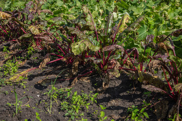 red beet bushes, ecological garden, side view