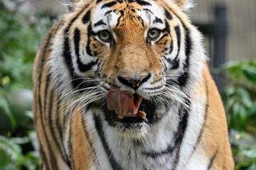 Obraz premium A hungry Tiger licks its tongue while moving towards the prey