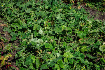 cucumber seedlings grow in the vegetable garden
