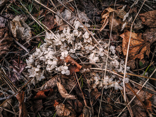 A discarded white Hydrangea flower sits in a pile of dead leaves and grass on a wet fall afternoon