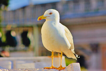Front view of a perched bird stalking its prey.