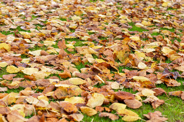 Background of autumn leaves on the ground. Autumn concept.