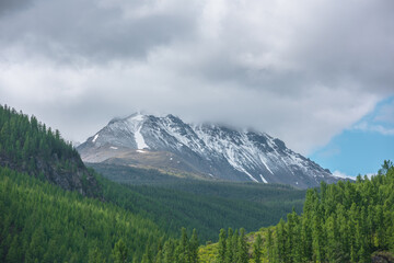 Obraz premium Atmospheric green landscape with sunlit forest hills and high snow mountains ​in low clouds. Beautiful mountain scenery with coniferous trees in sunlight and large snow mountain top under cloudy sky.