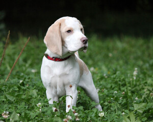 Bicolor beagle on the green grass