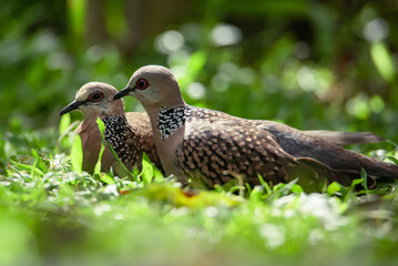 Spotted pigeon or Spilopelia chinensis - a small and somewhat long-tailed pigeon. Two spotted pigeons on grass