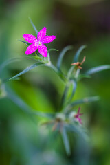 pink flower