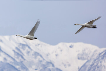 山並みを背景に飛翔する白鳥