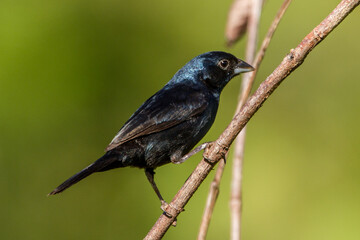 Blue-black Grassquit