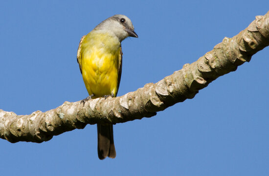 Tropical Kingbird