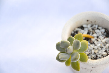 succulent in stone pot and white background
