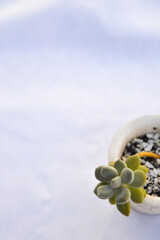 succulent in stone pot and white background