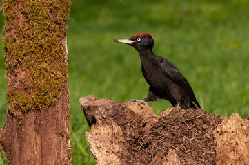 Black woodpecker, Dryocopus martius perched on old dry branch.