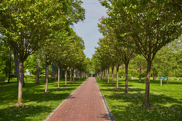 Jogging track in garden of public park among greenery trees, flower shrub and bush, black asfalt concrete walkway beside green grass lawn