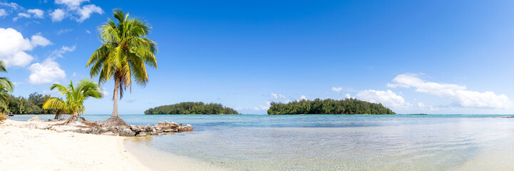 Fototapeta na wymiar Tropical beach panorama with palm tree on a sunny day