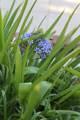 Obraz premium Bee on Purple Flowers