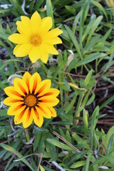 Yellow and Striped African Daisy Flowers