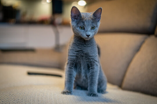 Cute Russian Blue tomcat kitten