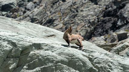 a stag, female of the ibex, observes us on our hiking trail in direction of the glacier of Arnes in the French Alps