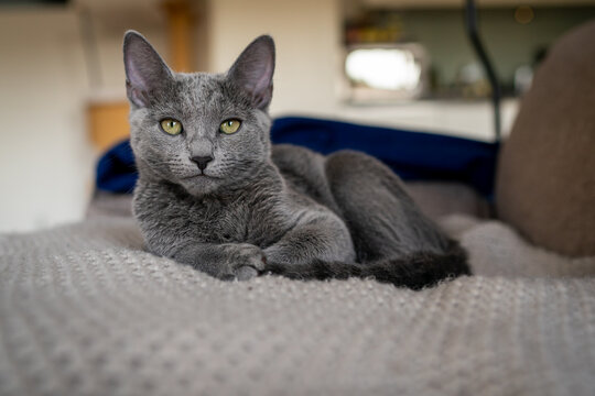 Cute Russian Blue tomcat kitten