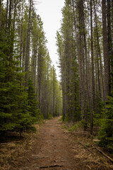 Obraz premium Beautiful dirt trail through Rocky Mountain forest
