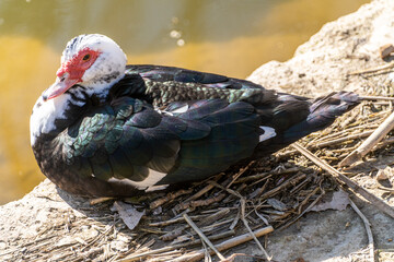 duck on the beach